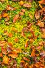 Slovenia, Triglav National Park. Close-up of fallen autumn leaves on ground. Art Print